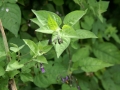 Nightshade 05