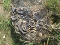 Fungus