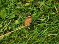 Painted Lady 2