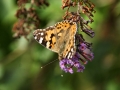 Painted Lady 1