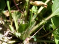 Plantain 06