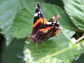 Red Admiral 1