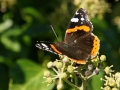 Red Admiral 2