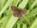 Ringlet 1