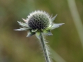 Scabious 03