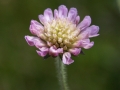 Scabious 02