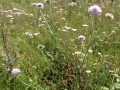 Scabious 04