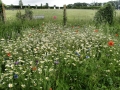 Site Views June 2012 1