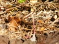 Slow-worms 1