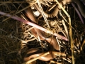 Slow-worms 2