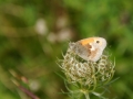 Small Heath 1