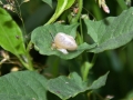 Snails 3