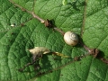 Snails 4