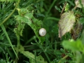 Snails 6