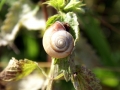 Snails 7