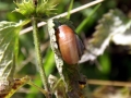 Snails 8
