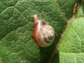 Snails 5