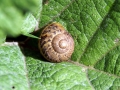 Snails 1