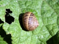 Snails 2