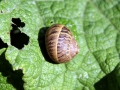 Snails 2