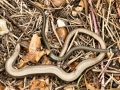 Snakes 1