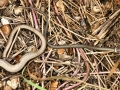 Snakes 2