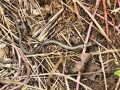 Snakes 3