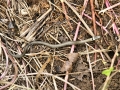 Snakes 4