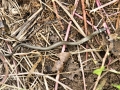 Snakes 5