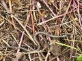 Snakes 7