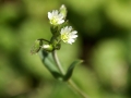 Stitchwort 03