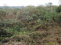 Tackle the brambles 04