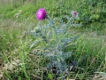 Thistle 02
