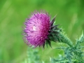 Thistle 03