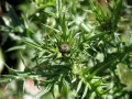 Thistle 04