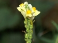 Toadflax 01