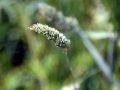 Unknown Grasses 6