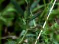 Vetchling 02