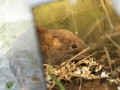 Voles 2