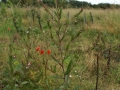 Willowherb 03