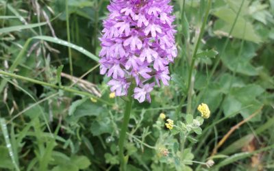 Olivers Battery Green Picnic Saturday 4th September